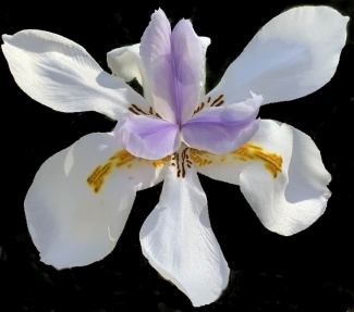 2021-iris-awp.nusw_