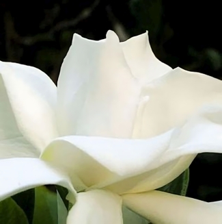 20221011-Flower-awp.usw_