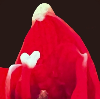 20240103-amaryllis-2-awp-usw
