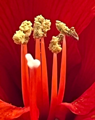 20240108-Amaryllis-4-awp-USw2