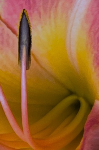 20241215-Pink-Lily-2