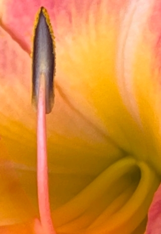 20241215-Pink-Lily-3-awp-USw2