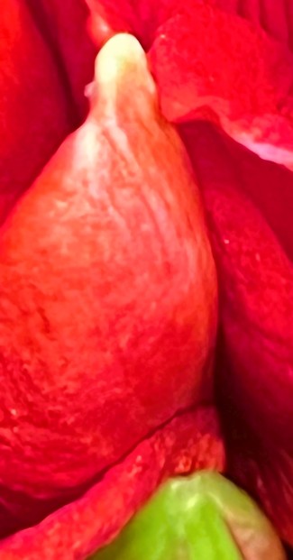 20250102-Amaryllis-1-awp-USw2