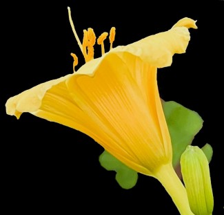 20250305-flower-awp.nus_