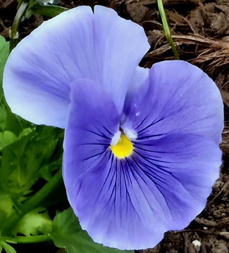 20250328-flower.nusw_