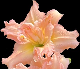 20250603-daylily-AWPusw