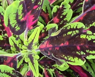 20250606-coleus.-usw2