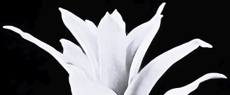 top-of-flower-BW2.awp-3-USw2