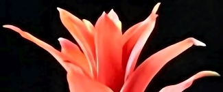 top-of-flower.awp-USw2